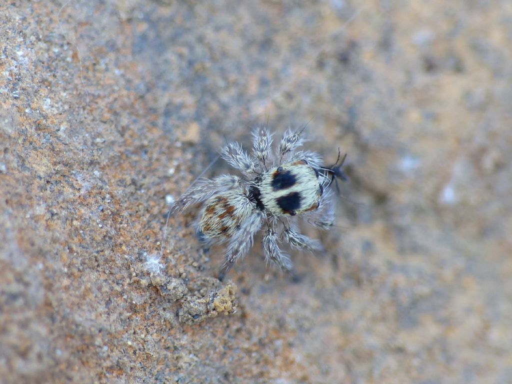 Giovane Salticidae?  S, Pellenes sp. - Porto Cesareo (LE)
